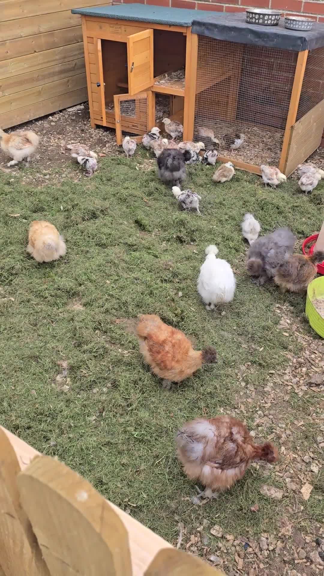 Chickens poultry for sale: Silkie hens - Video 1