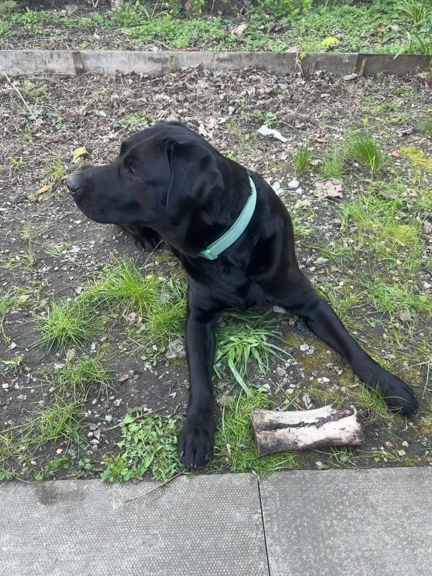 Labrador Retriever dogs for sale: Lovely Labrador retriever  - Video 1