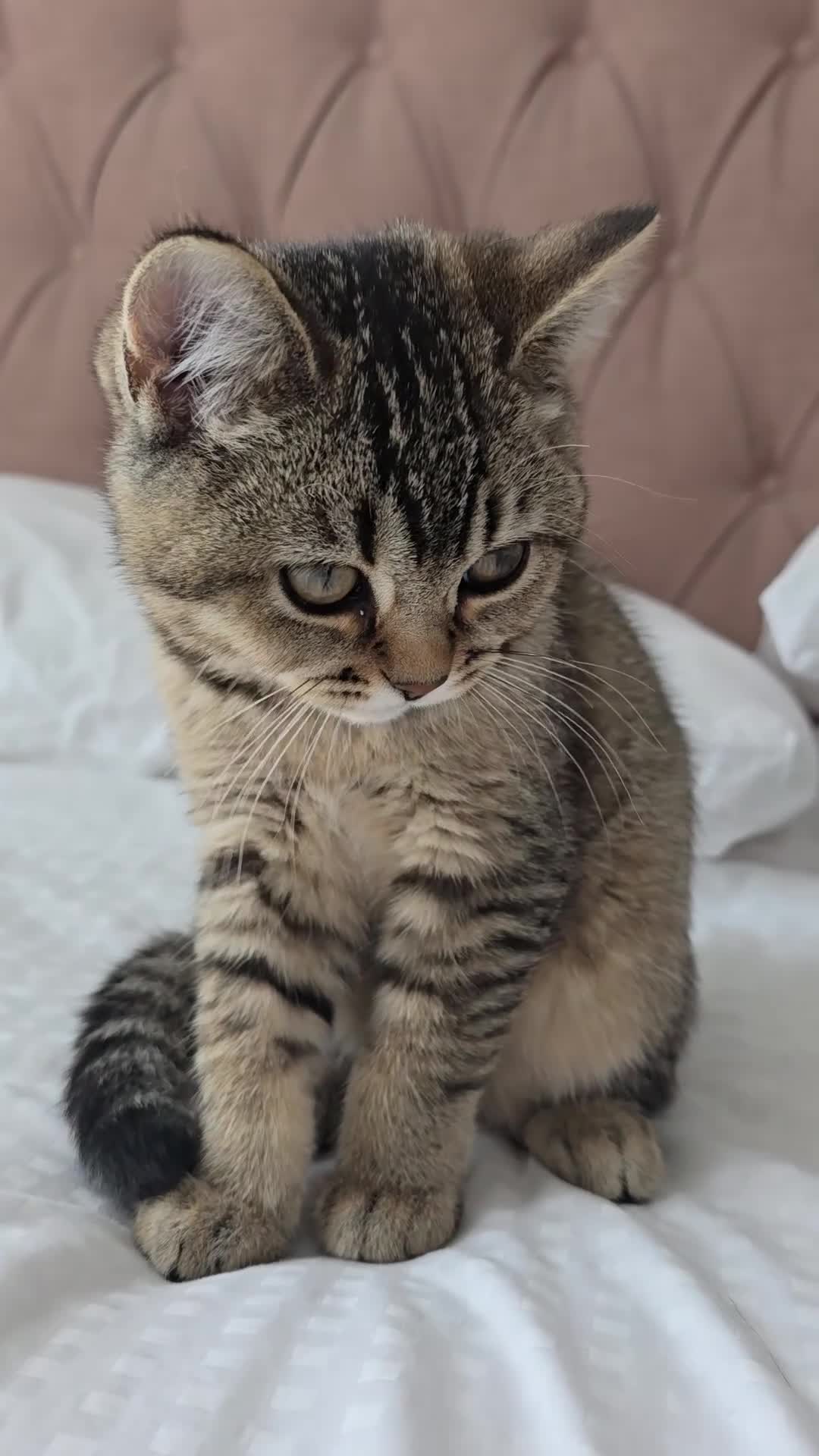 British Shorthair cats for sale: 2Kittens  british shorthair   - Video 1