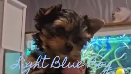 Yorkshire Terrier dogs for sale: 👉Yorkshire Terrier Pups–KC Lines, Health Checked - Video 4