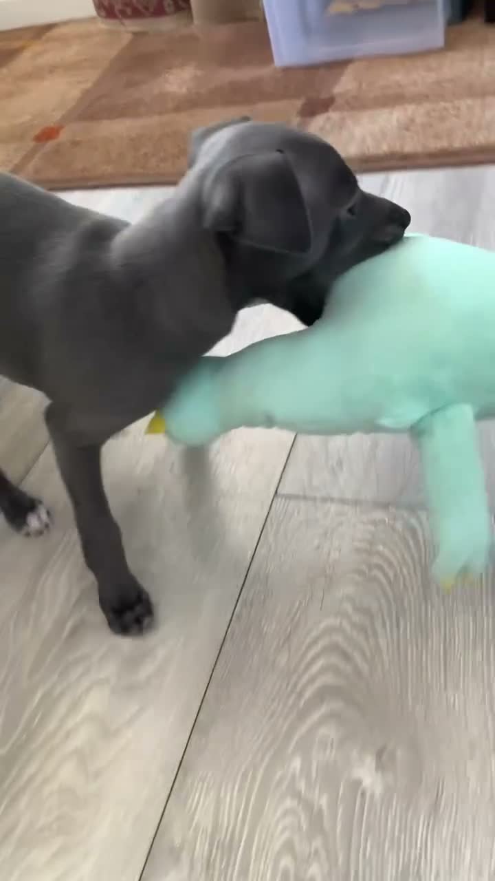Italian Greyhound dogs for sale: KC italian greyhound puppie for sale  - Video 1