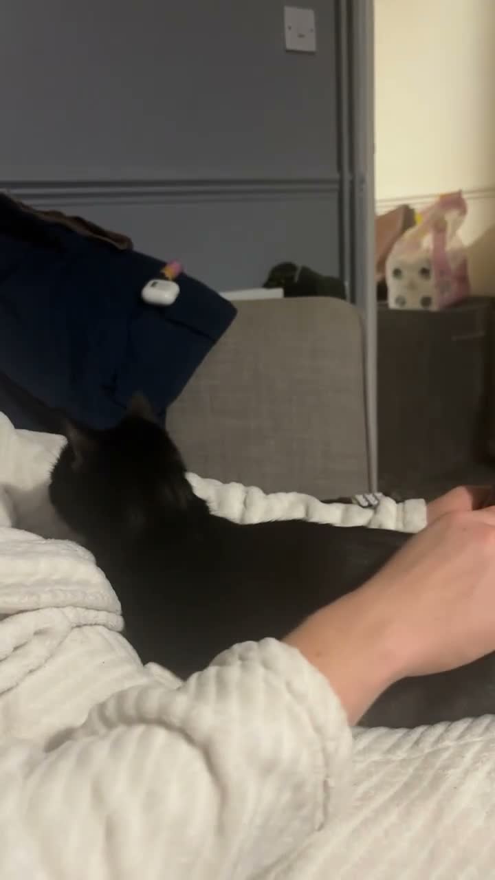 Mixed Breed cats for sale: 11 month old girl for rehoming  - Video 1