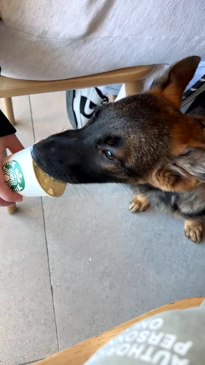 German Shepherd dogs for sale: German shepherd puppy female  - Video 1