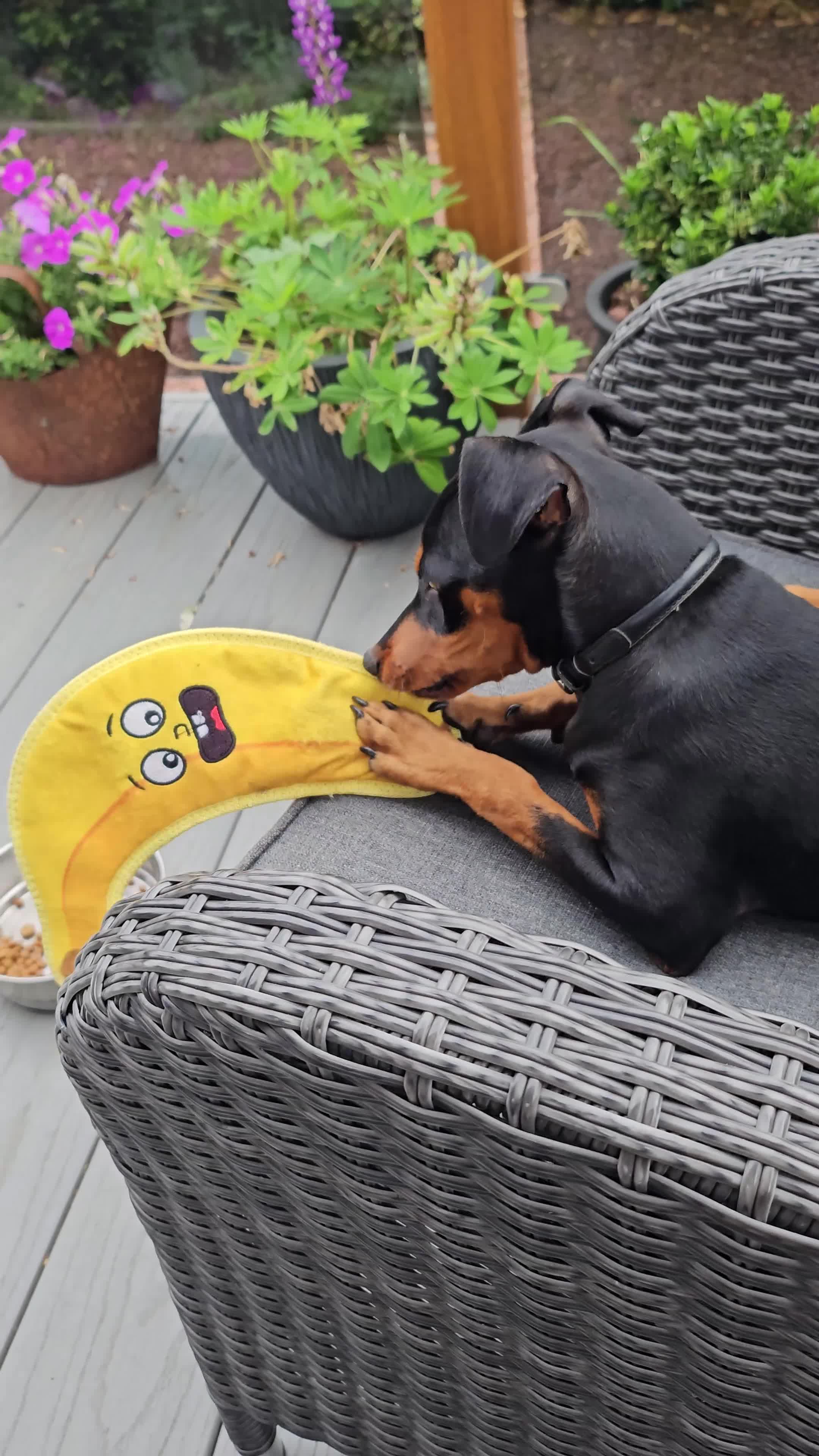Miniature Pinscher dogs for sale: Miniture pincher male  - Video 2