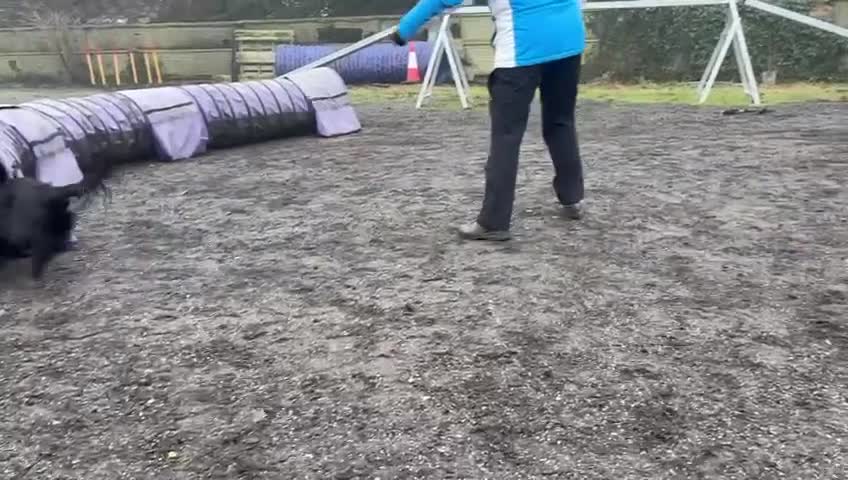 Cocker Spaniel dogs for sale: Show Type Cocker Spaniel puppies available in Welwyn - Video 2