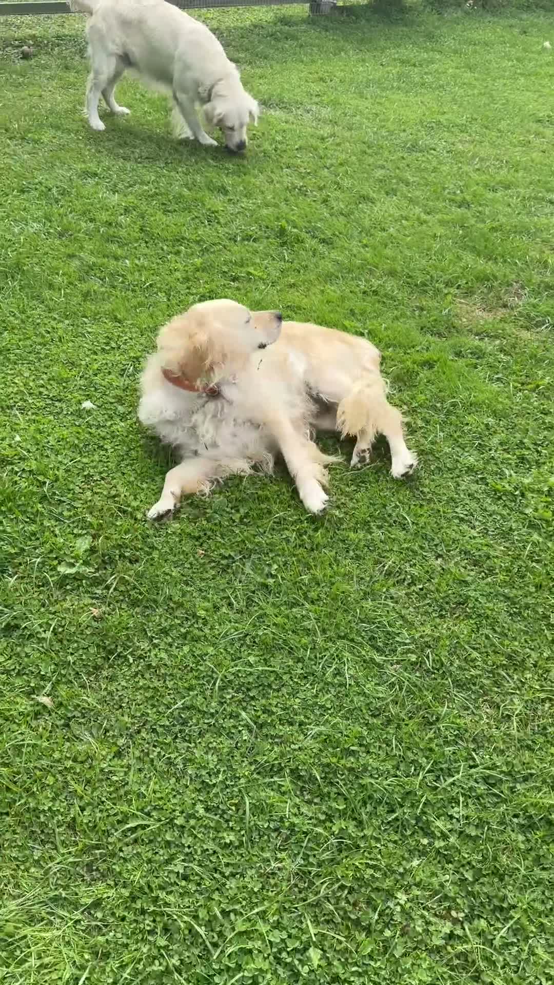 Golden Retriever dogs for sale: RESERVED - Adult dog via POLICE K9 trainer - Video 1