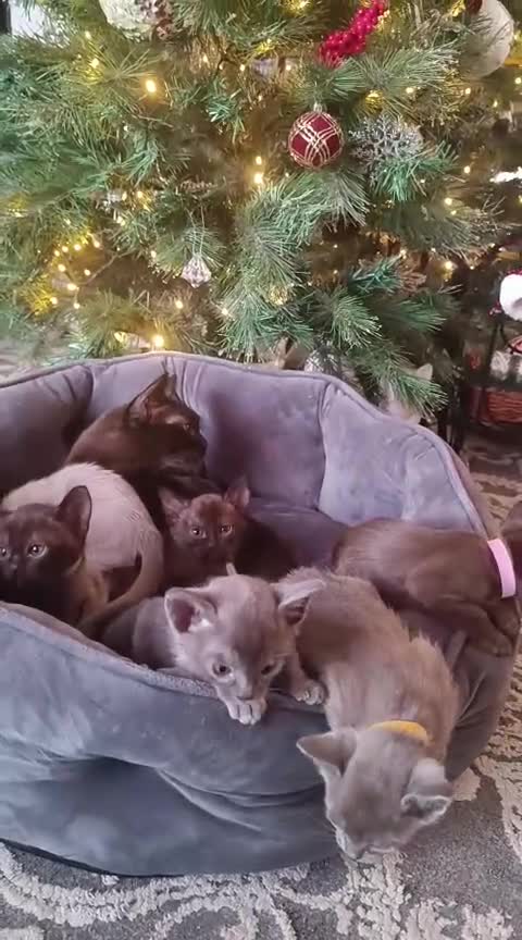 Burmese cats for sale: Lovely Burmese kitten's - Video 1