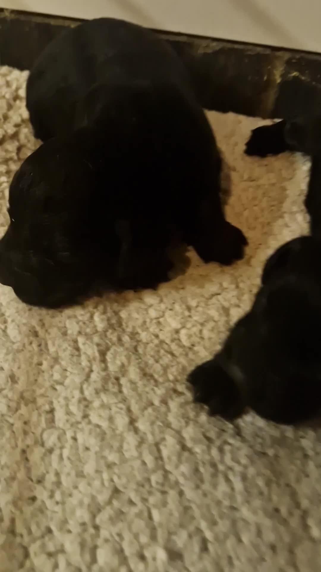 Cocker Spaniel dogs for sale: COCKER SPANIEL PUPPIES - Video 2