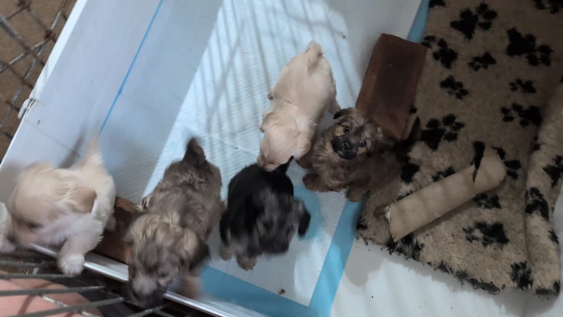 Mixed Breed dogs for sale: 2 blonde girls. Poodle x Biewer Terrier Puppies  - Video 2