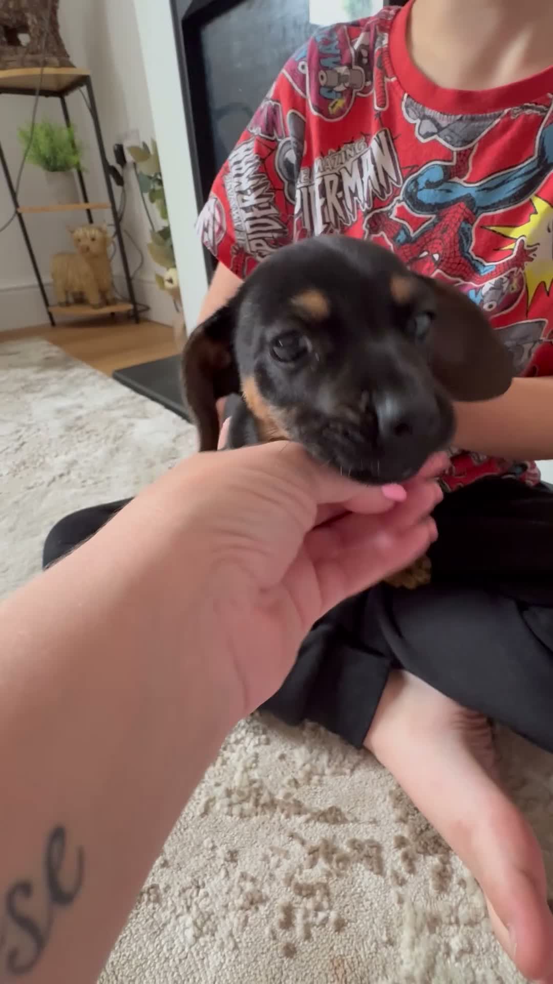 Miniature Dachshund dogs for sale: Very small miniature dachshund girl - Video 3
