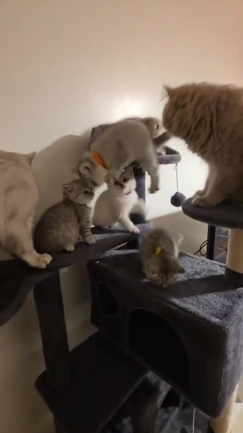 British Shorthair cats for sale: 5 Beautiful British Short hair kittens - Video 2