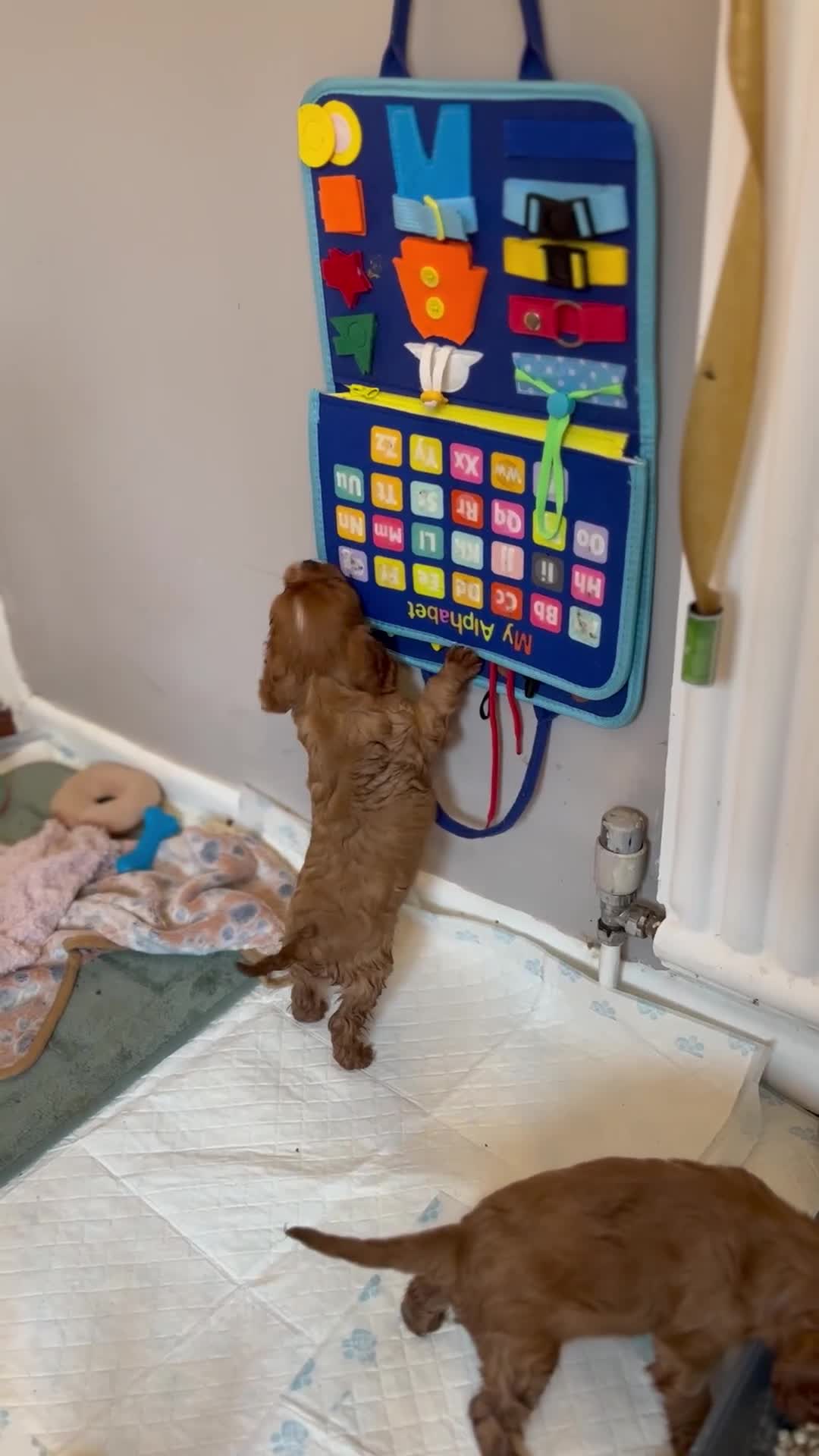 Cavalier King Charles Spaniel dogs for sale: KC reg 🍫parents/Eyes/heart&health certs - Video 2
