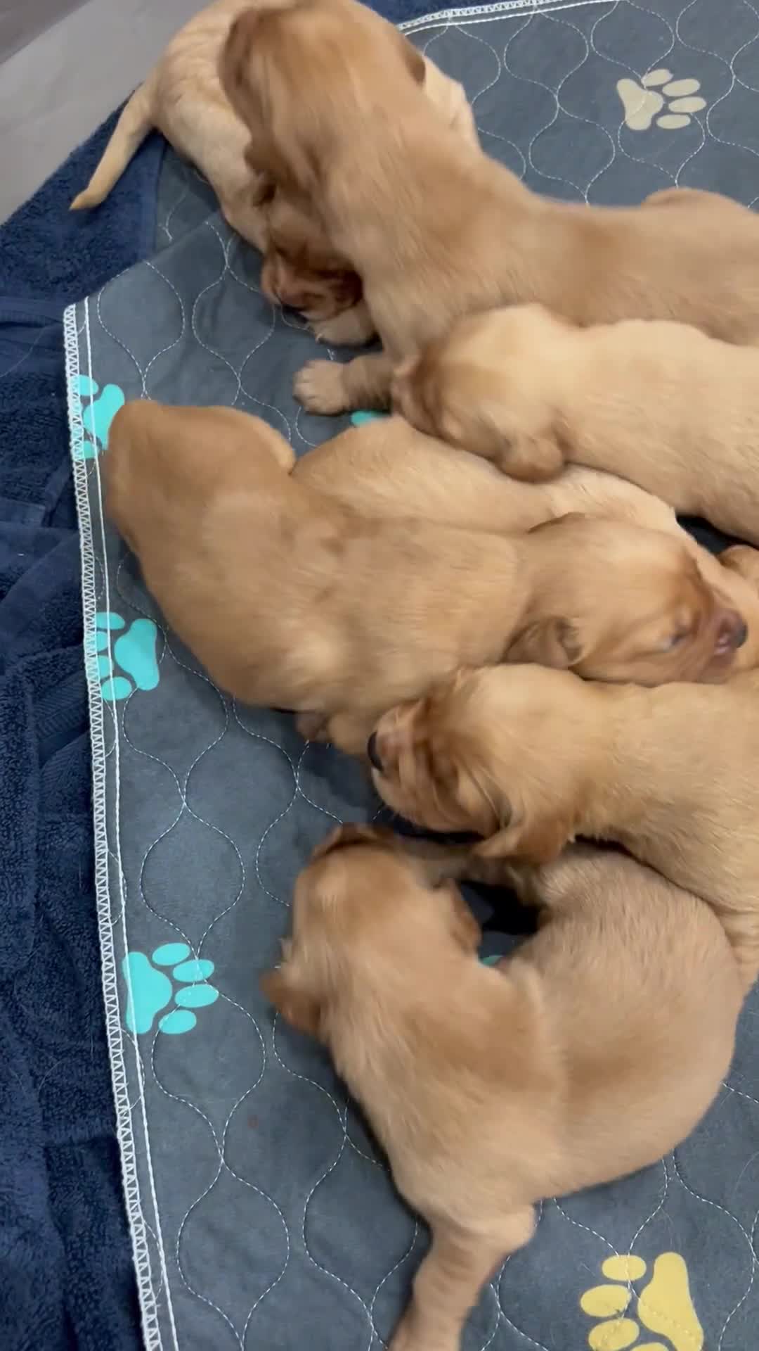 Golden Retriever dogs for sale: KC Golden Retriever Fox Red Working Pups - Video 1