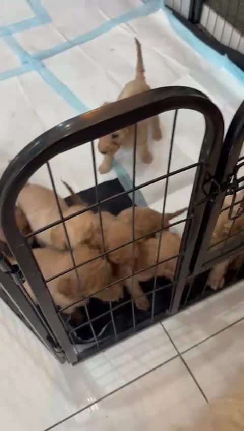 Goldendoodle dogs for sale: F1Goldendoodel puppies now ready for new home  - Video 1