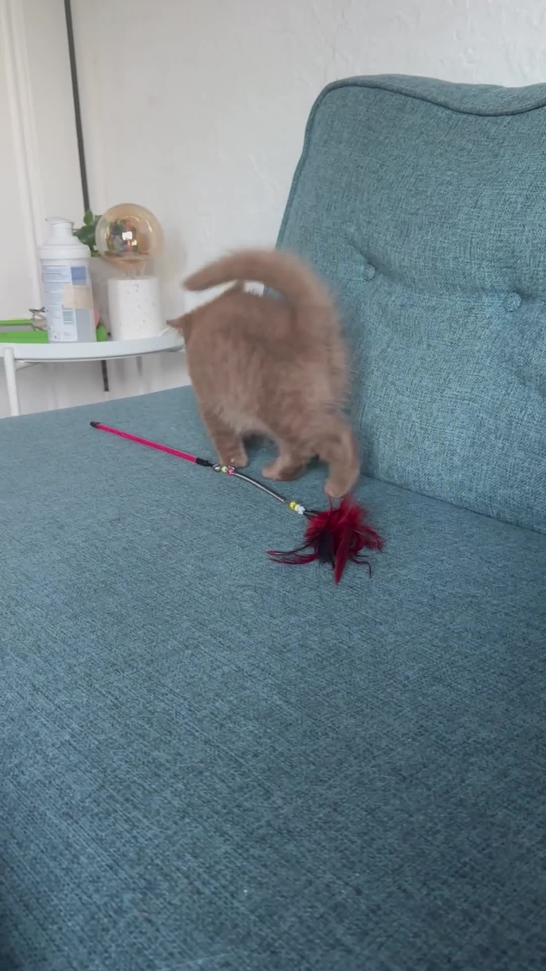 British Shorthair cats for sale: 3 British shorthair boys left  - Video 1