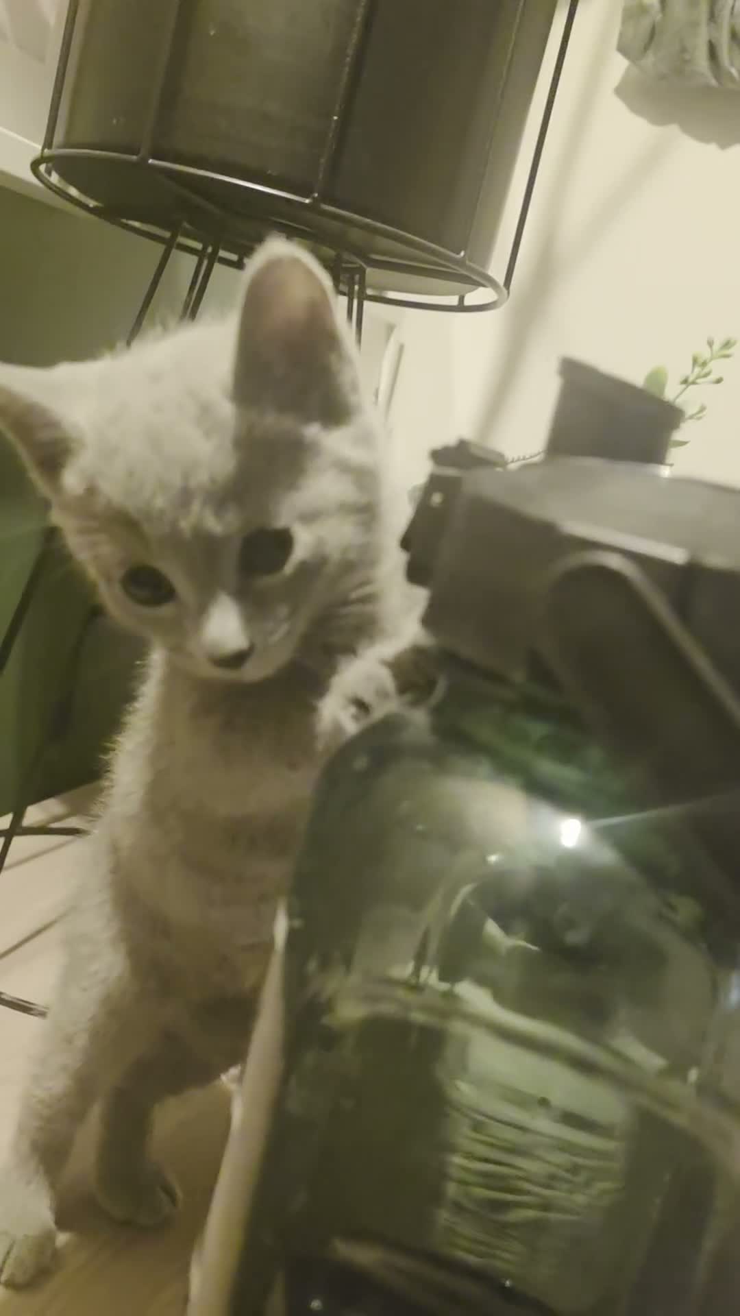 Russian Blue cats for sale: 🐾 All Kittens Reserved 🐾 - Video 2