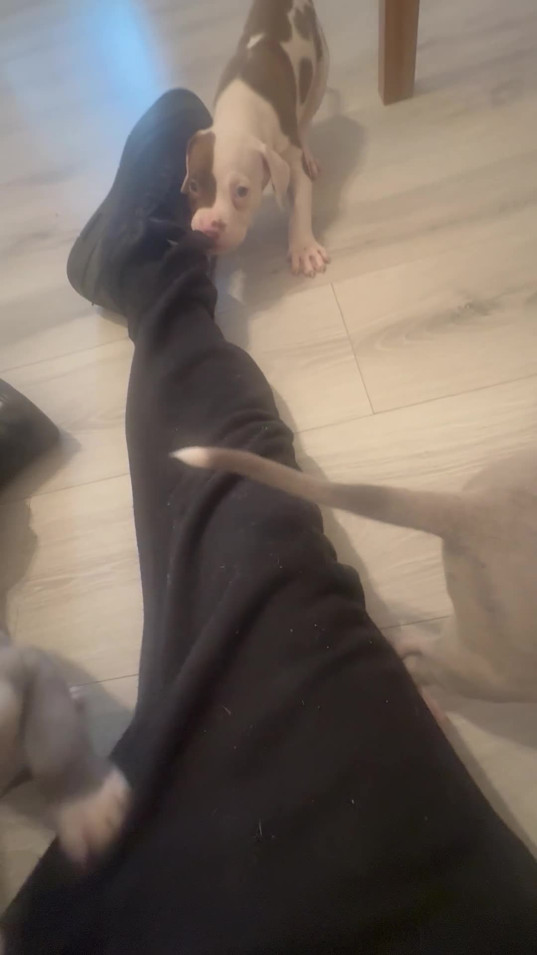 American Bulldog dogs for sale: Puppies for sale only 3 left in Mitcham - Video 1