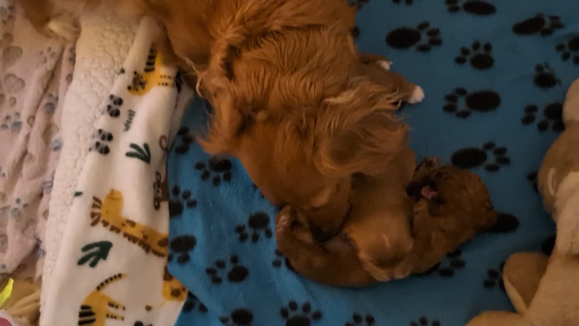 Cavapoo dogs for sale: F1B Deep Fox Red Puppies - Video 2