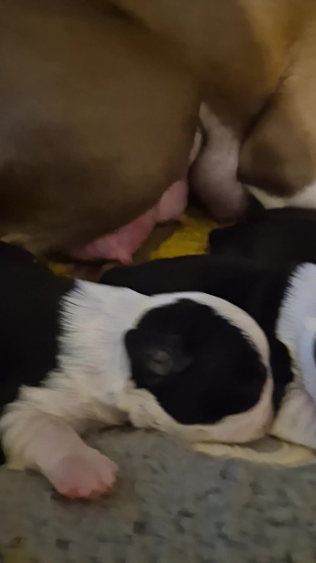 Boston Terrier dogs for sale: Gorgeous chunky Boston terrier pups - Video 1