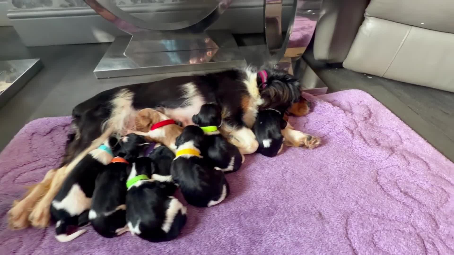 Cavalier King Charles Spaniel dogs for sale: KC registered King Charles cavaliers  - Video 2