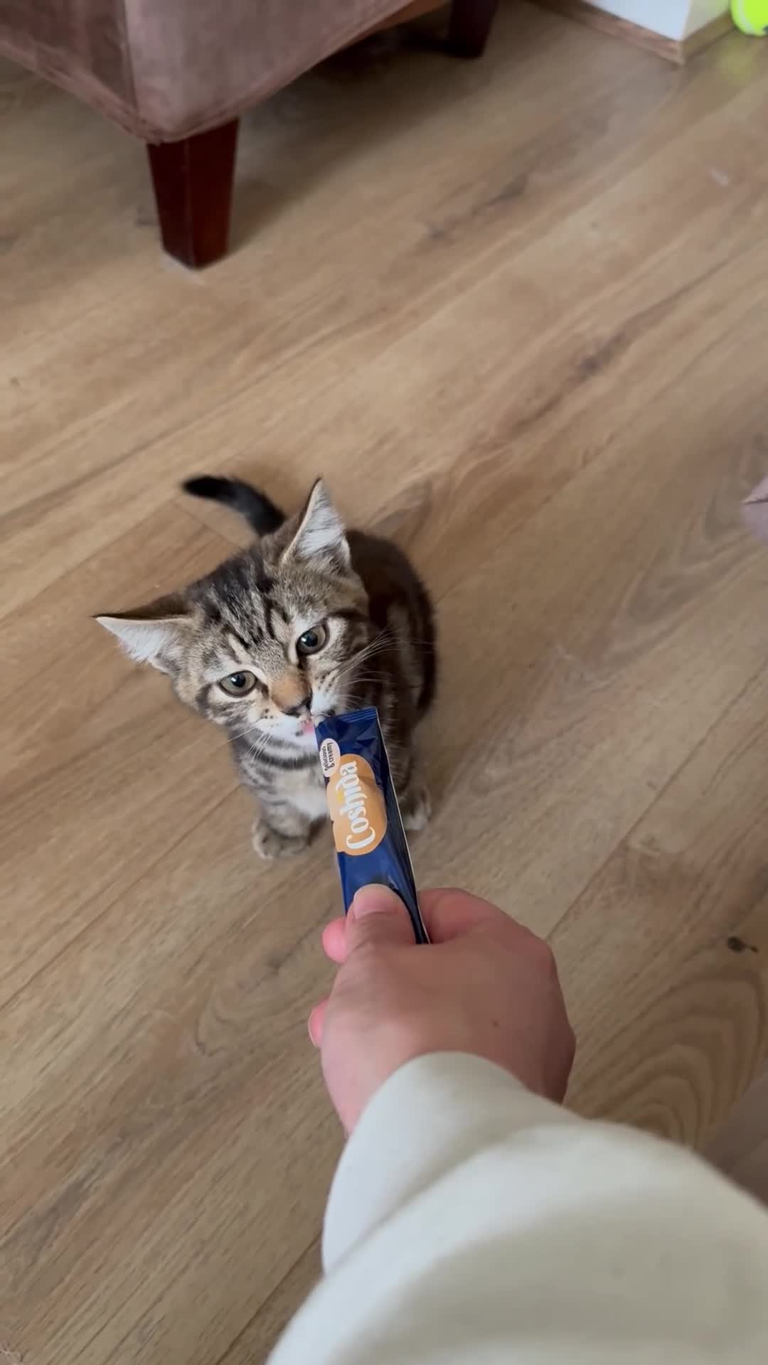Domestic Shorthair cats for sale: Sweet little girl - Video 1
