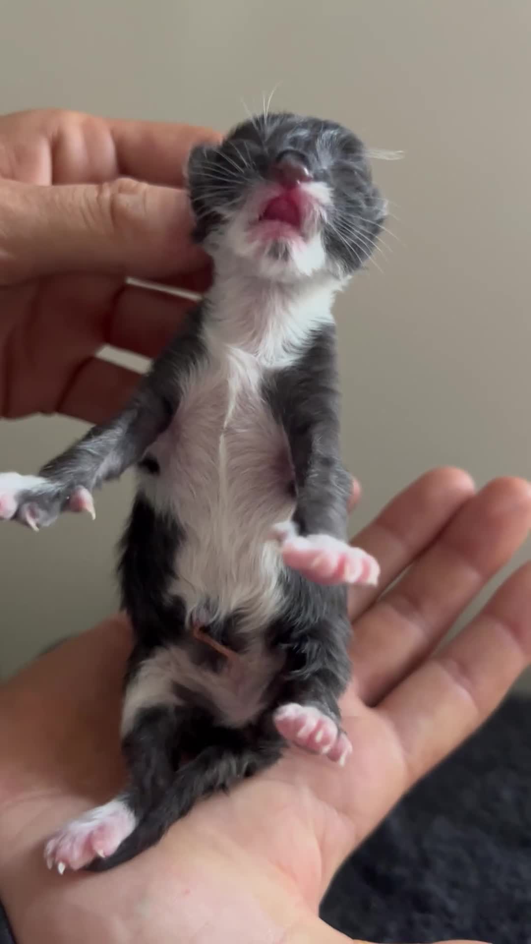 Mixed Breed cats for sale: 3 Stunning kittens left 🧸🤍 - Video 1
