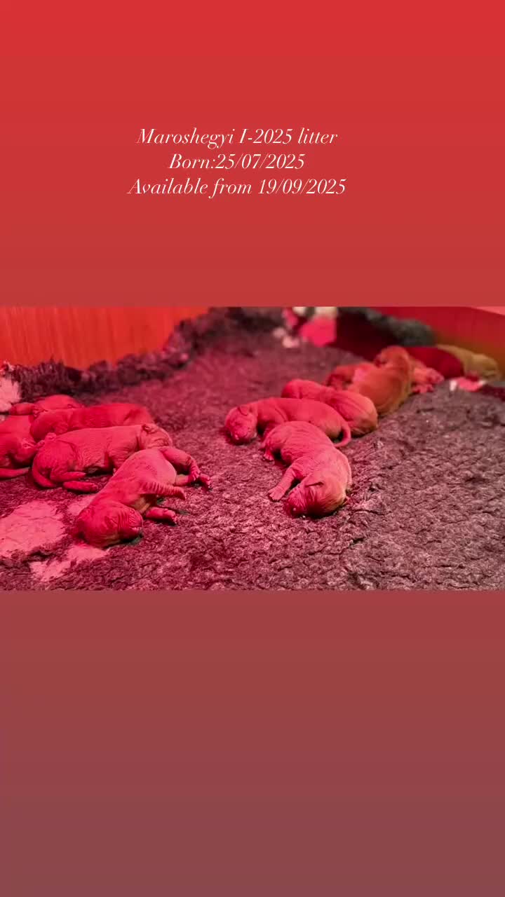 Hungarian Vizsla dogs for sale:   ⚜️Hungarian Vizsla puppies⚜️ - Video 4