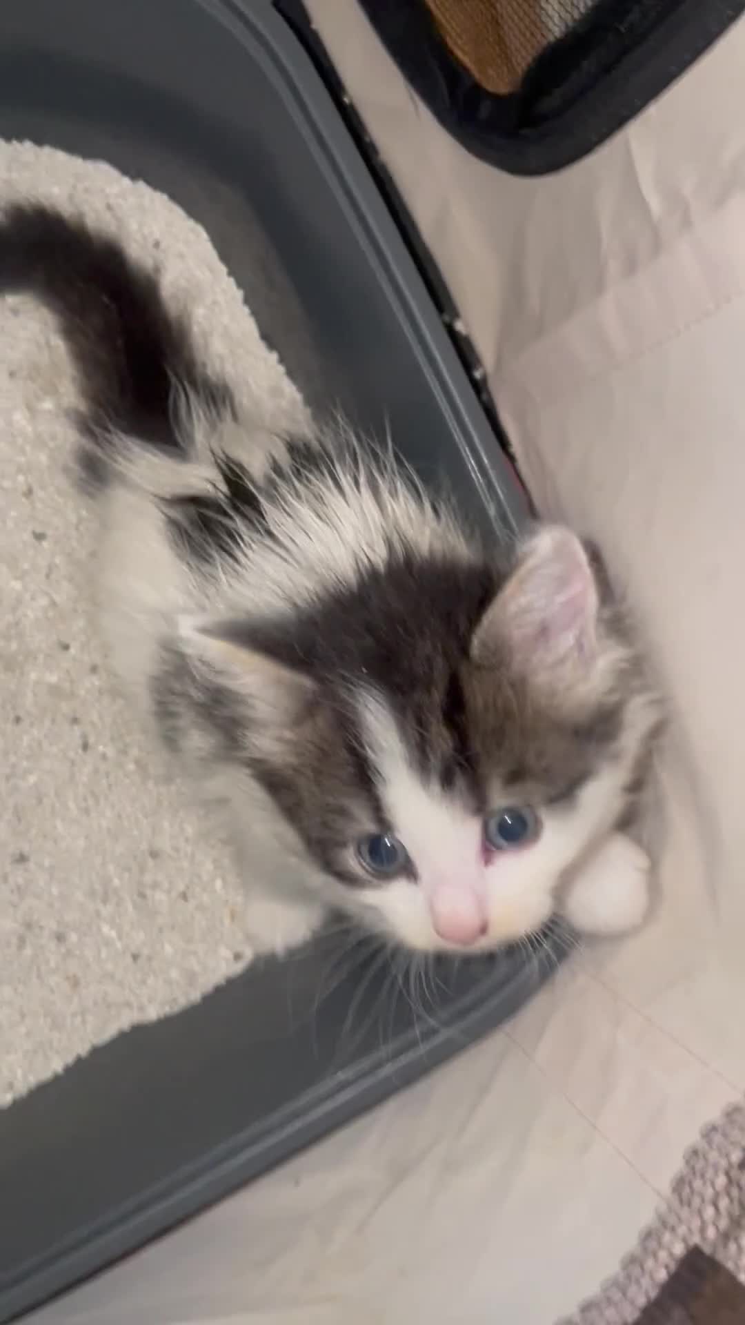 Mixed Breed cats for sale: Cute little Siberian cross kittens  - Video 1