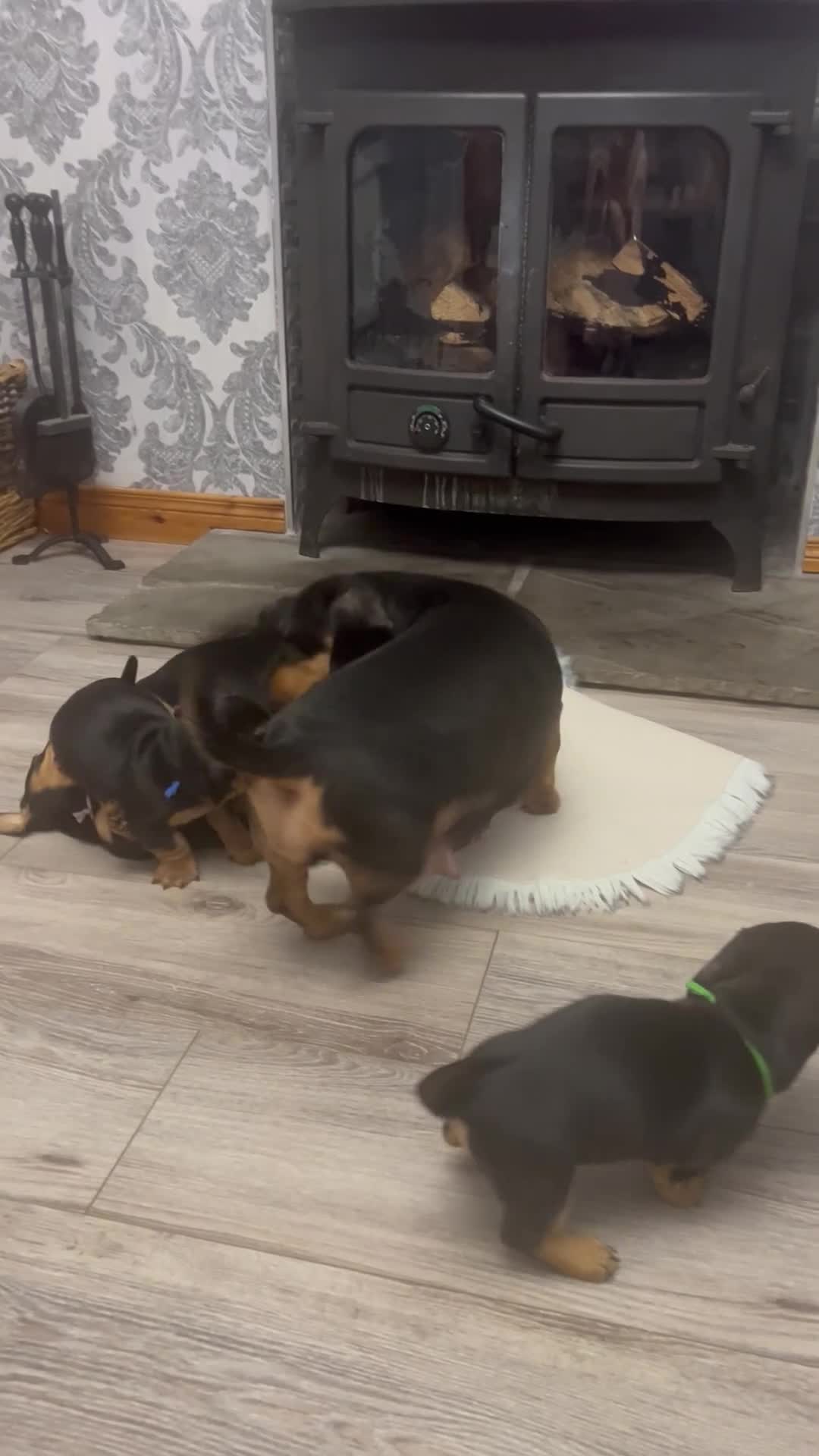 Dachshund dogs for sale: Adorable Dachshund puppies 4 boys 2 girls - Video 1