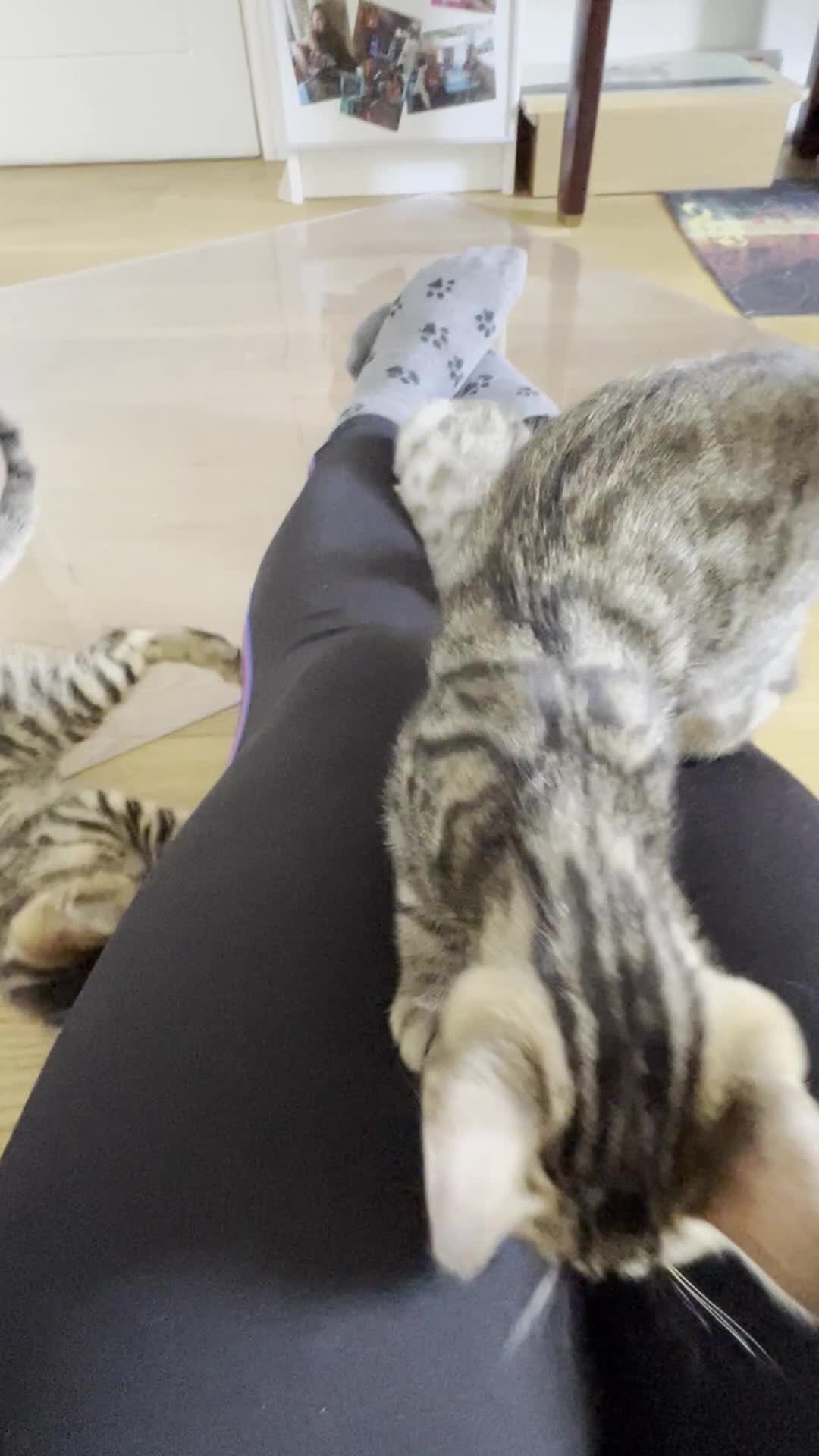 Mixed Breed cats for sale: Stunning Bengal REHOMED - Video 1