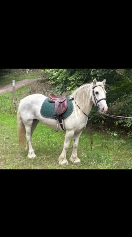 Irish Cob horses for sale: Annie Family Cob  - Video 1