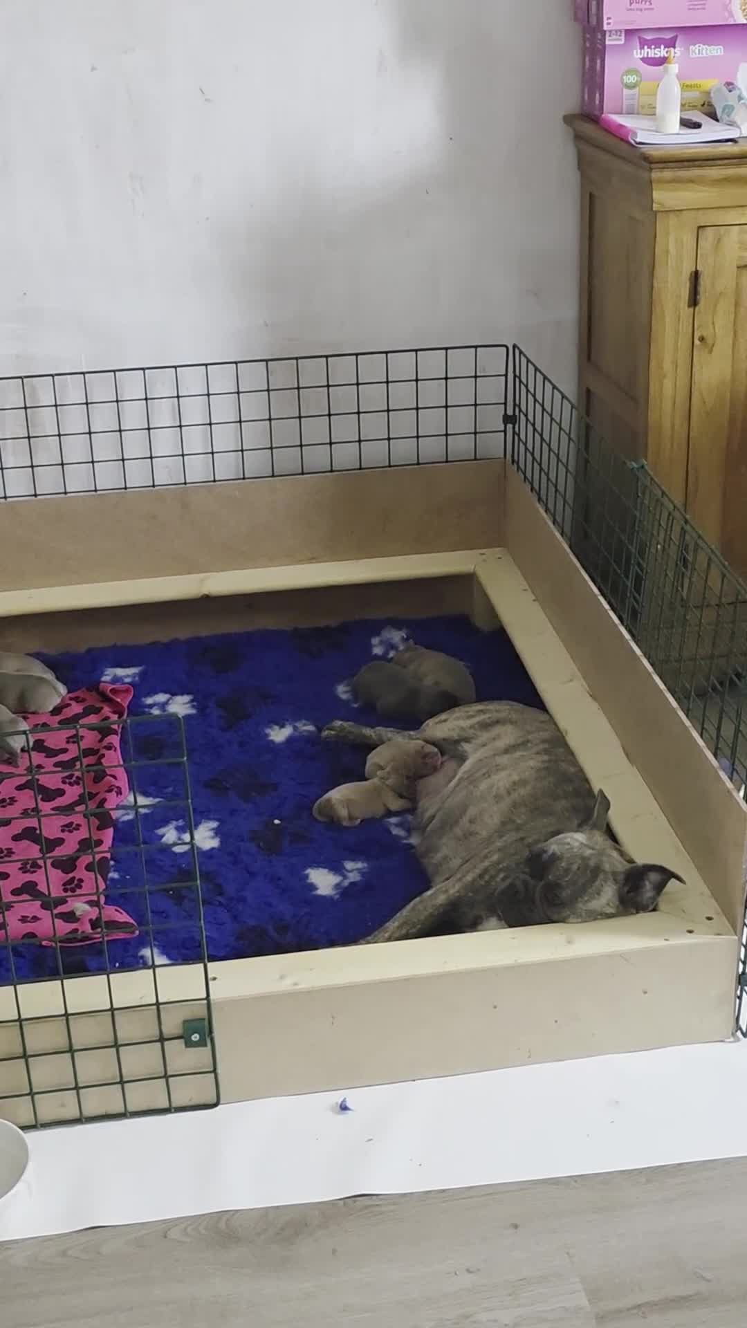 Frug dogs for sale:  Stunning Frug puppies  - Video 1