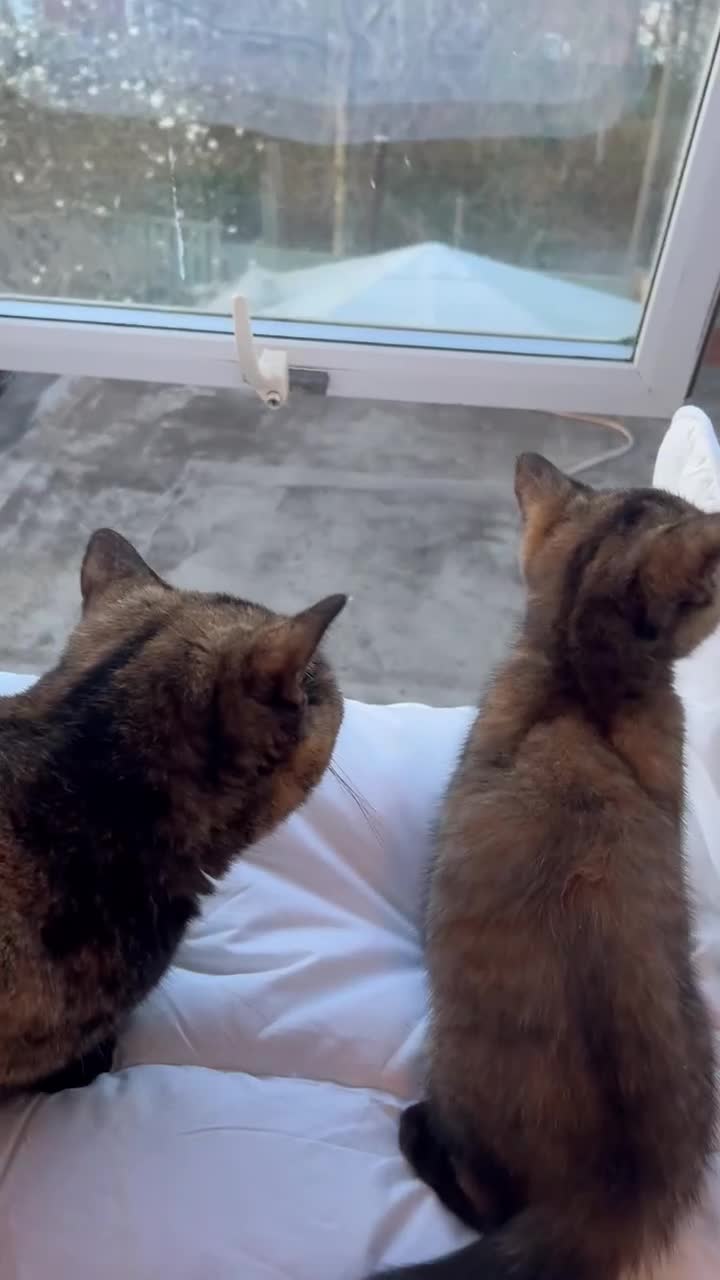 British Shorthair cats for sale: Beautiful British Shorthair Tortie Girl  - Video 1