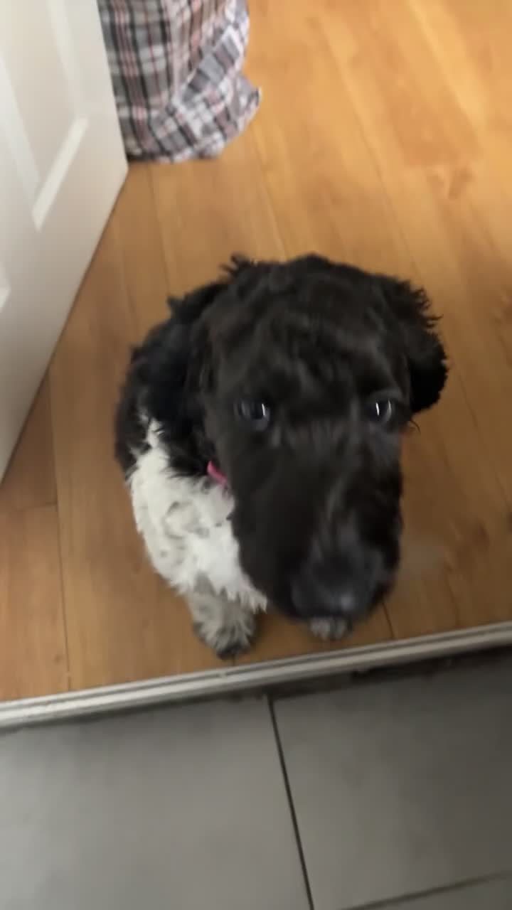 Labradoodle dogs for sale: 5 month old Labradoodle Clover - Video 1