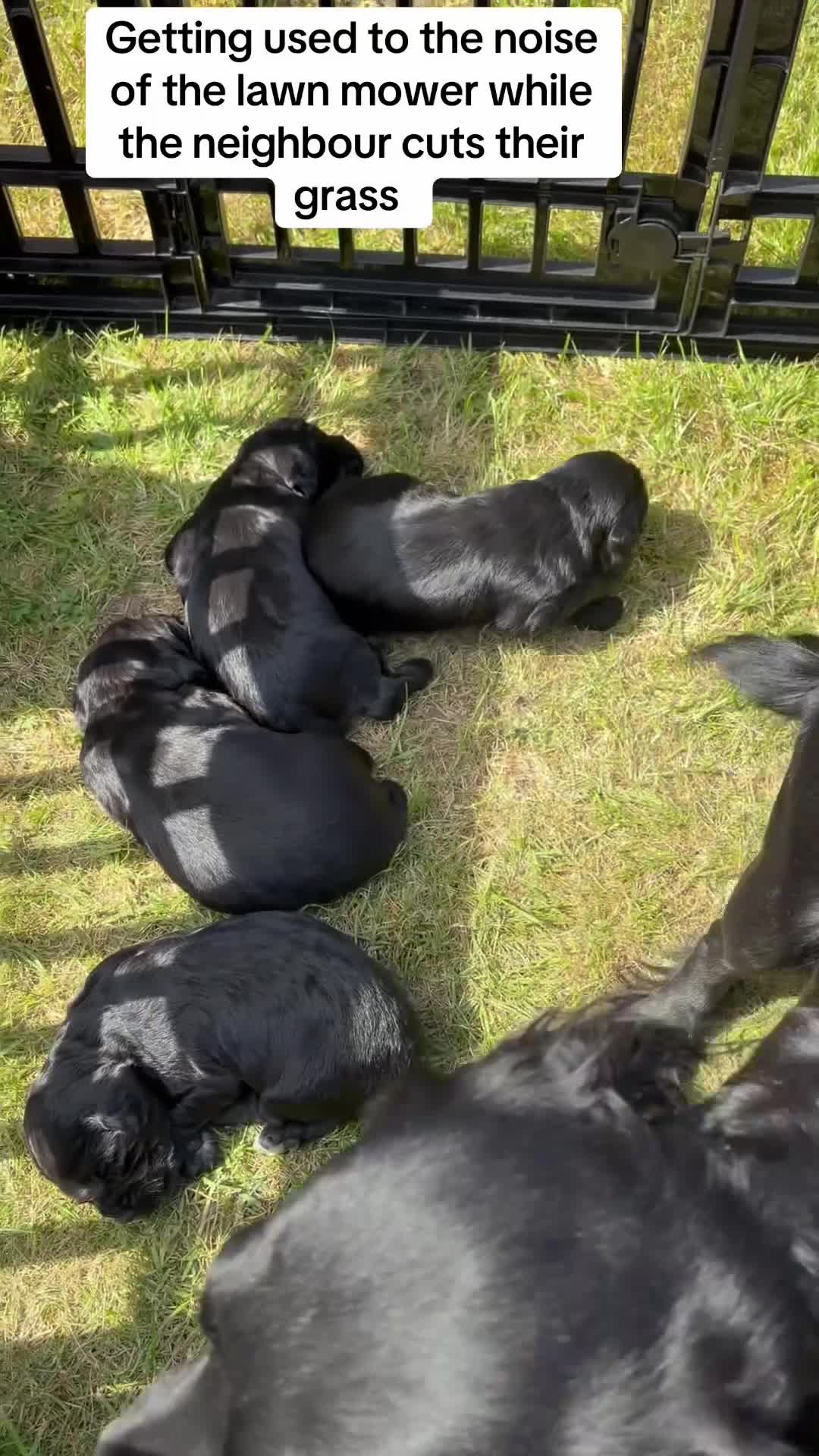 Cocker Spaniel dogs for sale: Beautiful Black Working Cocker Spaniels  in Stowmarket - Video 1