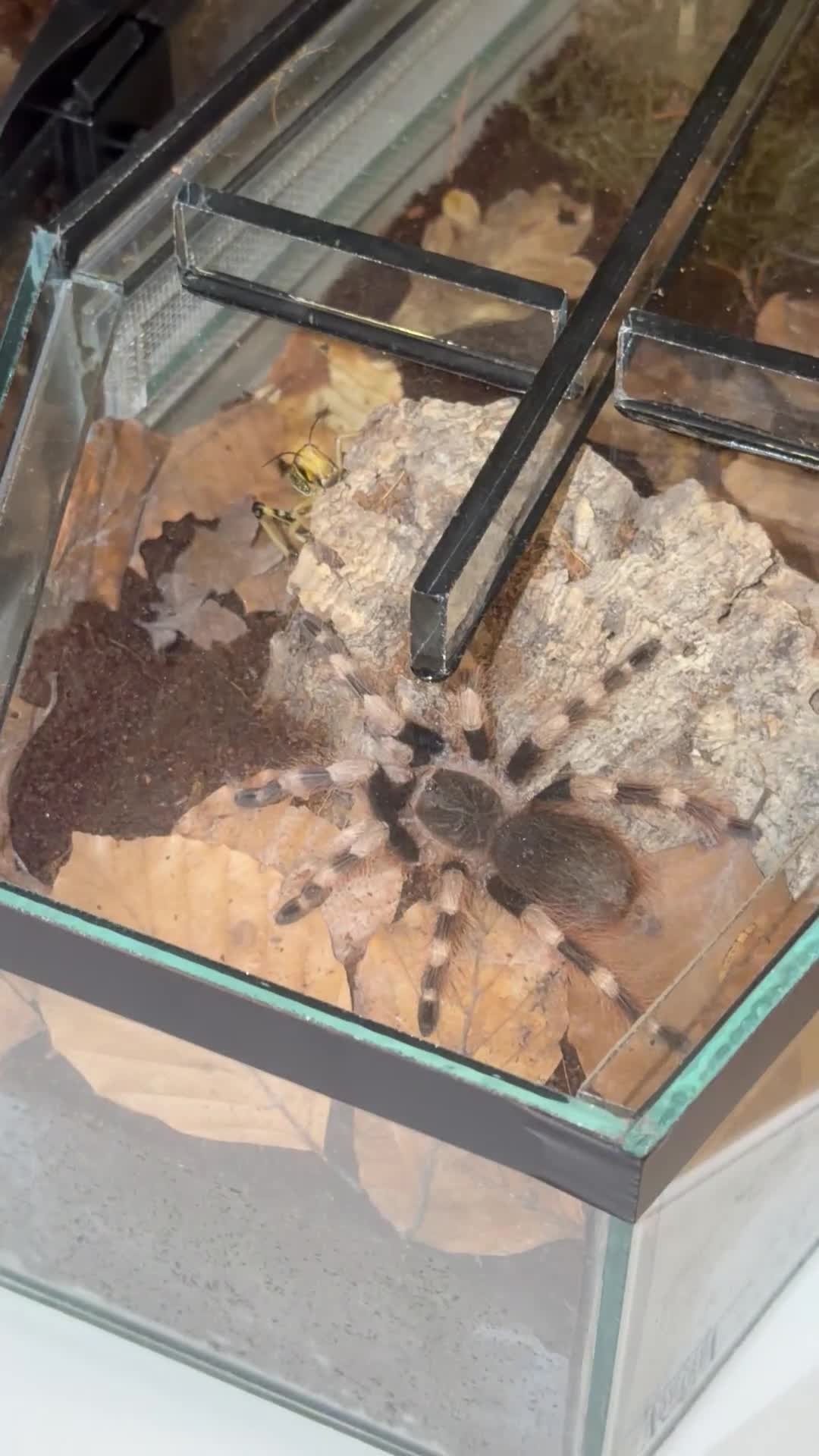 Tarantulas invertebrates for sale: Brazilian black and white  - Video 1