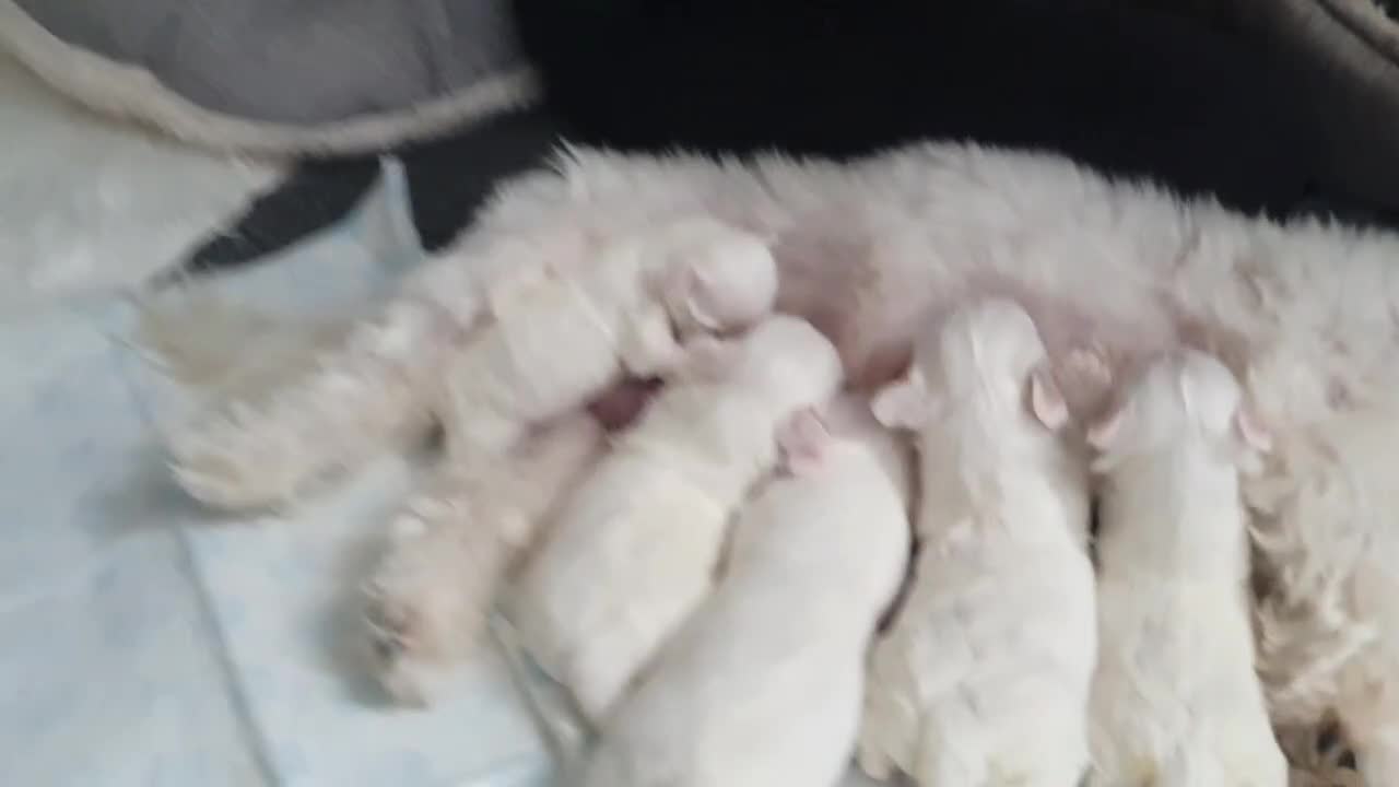 Maltese dogs for sale: Maltese puppies - Video 1
