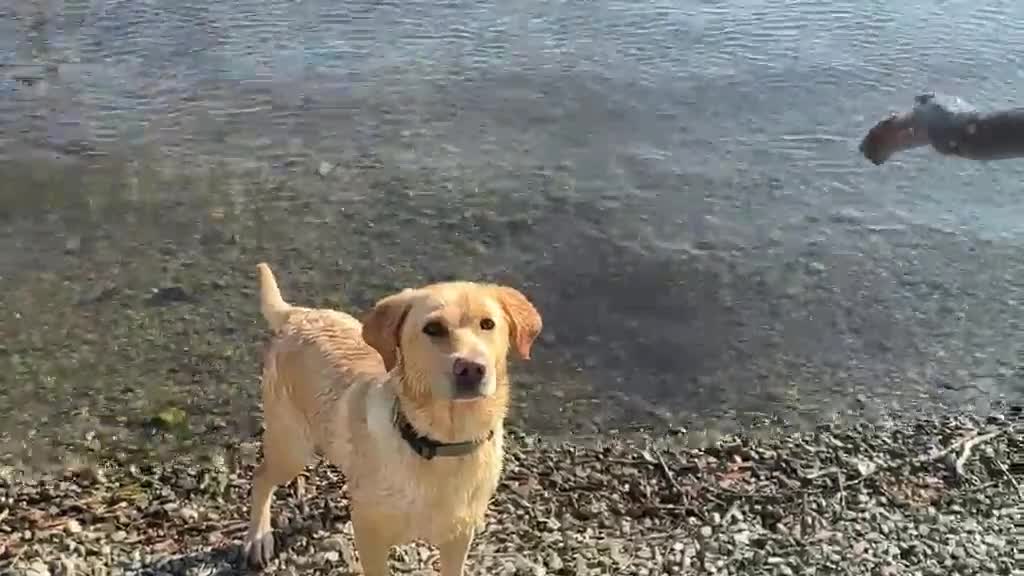 Labrador Retriever dogs for sale: Fox Red Lab Puppies (2/9) Exceptional Temperament - Video 2