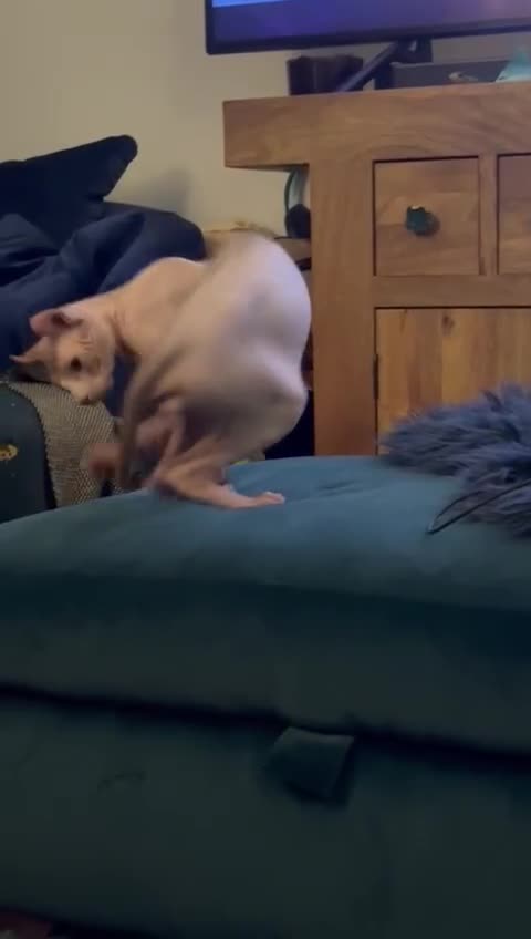 Sphynx cats for stud: Red elf stud muffin sphynx  - Video 1