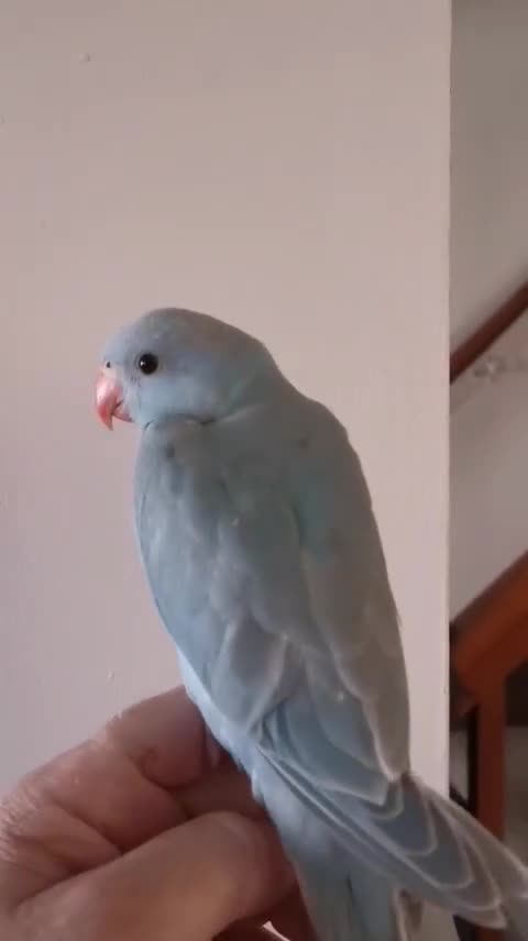 Ringnecks birds for sale: Ringneck babies  in Holywell - Video 3