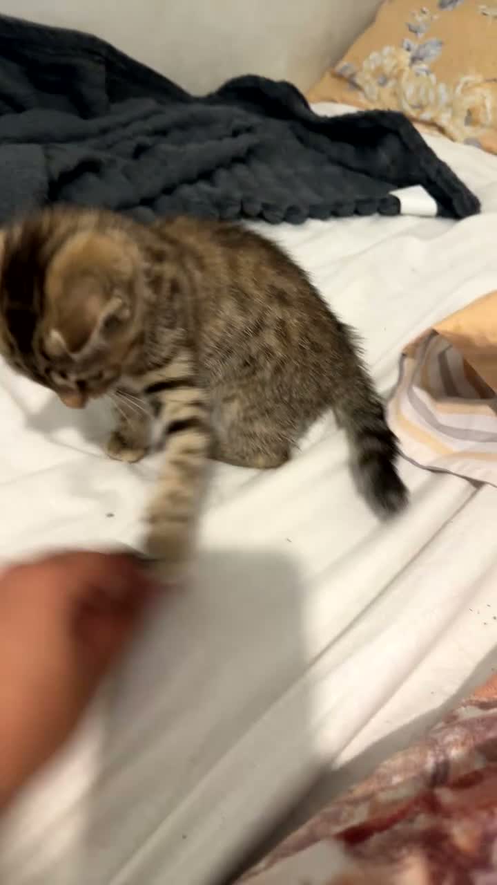 Bengal cats for sale: Beautiful mixed bengal kitten  in Dagenham - Video 1