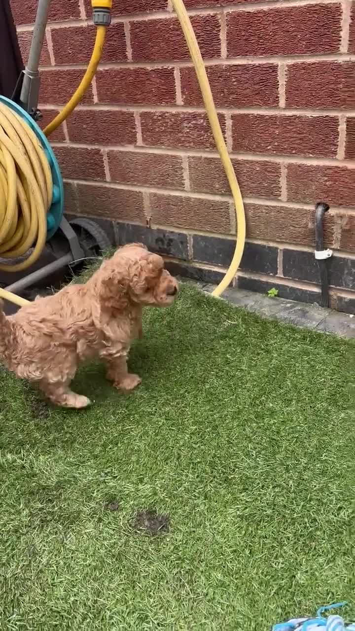 Cockapoo dogs for sale: Cockapoo male needing a forever home - Video 3