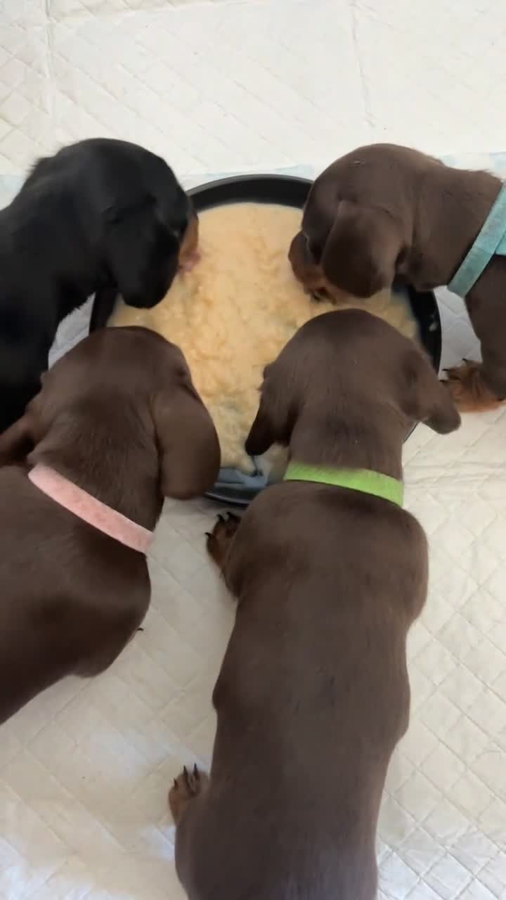 Dachshund dogs for sale: 4 Beautiful Dachshund Puppies - Video 1