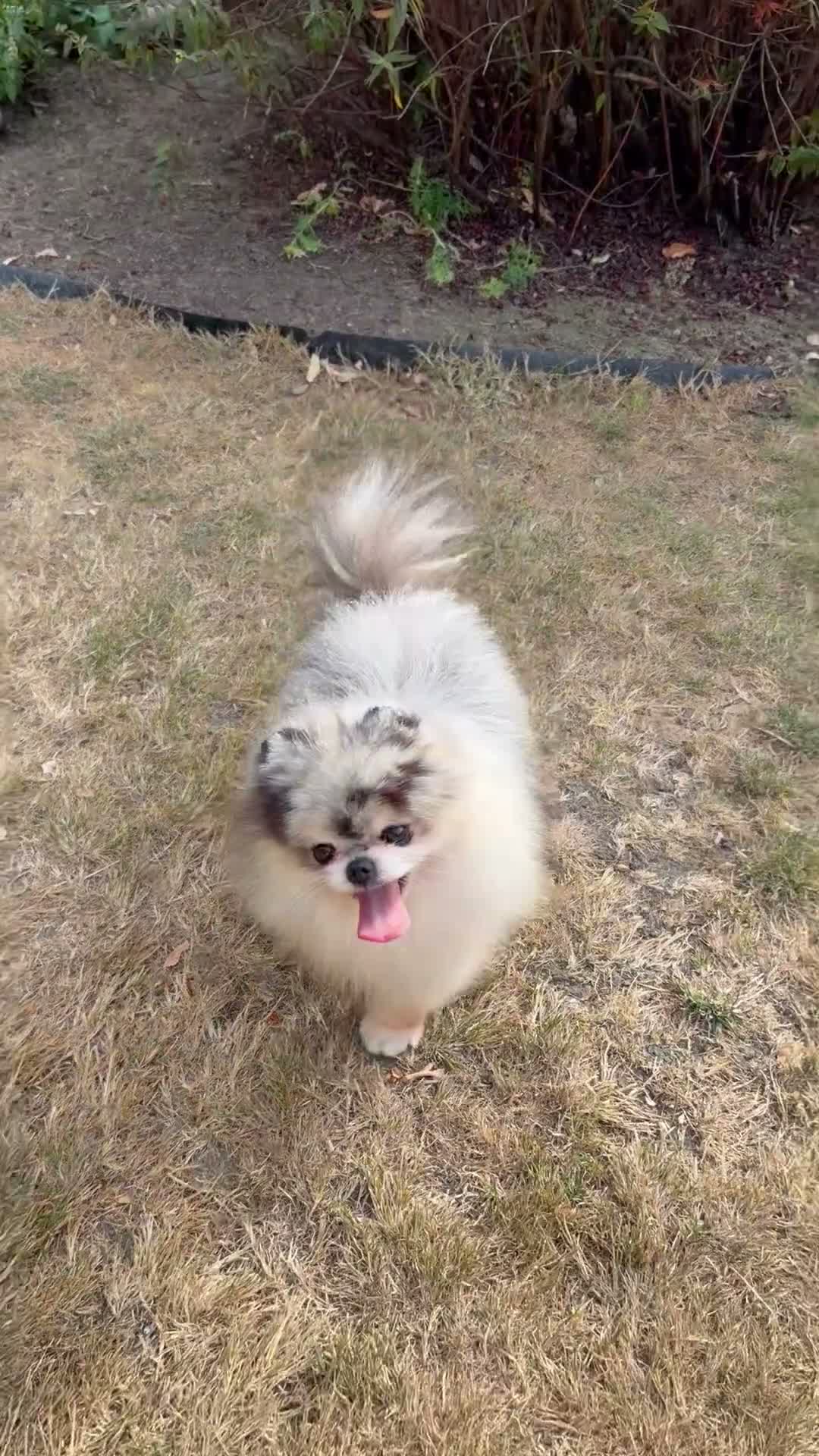 Pomeranian dogs for stud: Proper teddy type merle tan stud  - Video 1