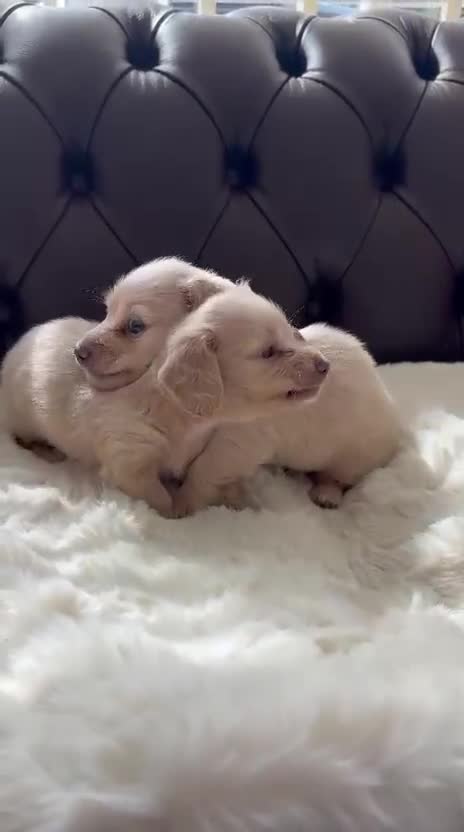 Miniature Dachshund dogs for sale: Ee cream miniature Dadchound  - Video 5