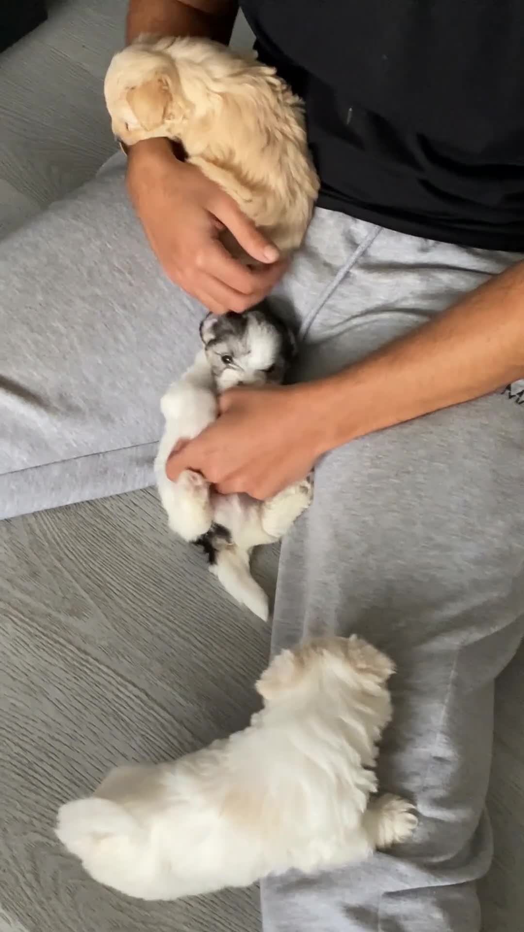 Mixed Breed dogs for sale: Beautiful Maltese & Silky Terrier Puppies - Video 2