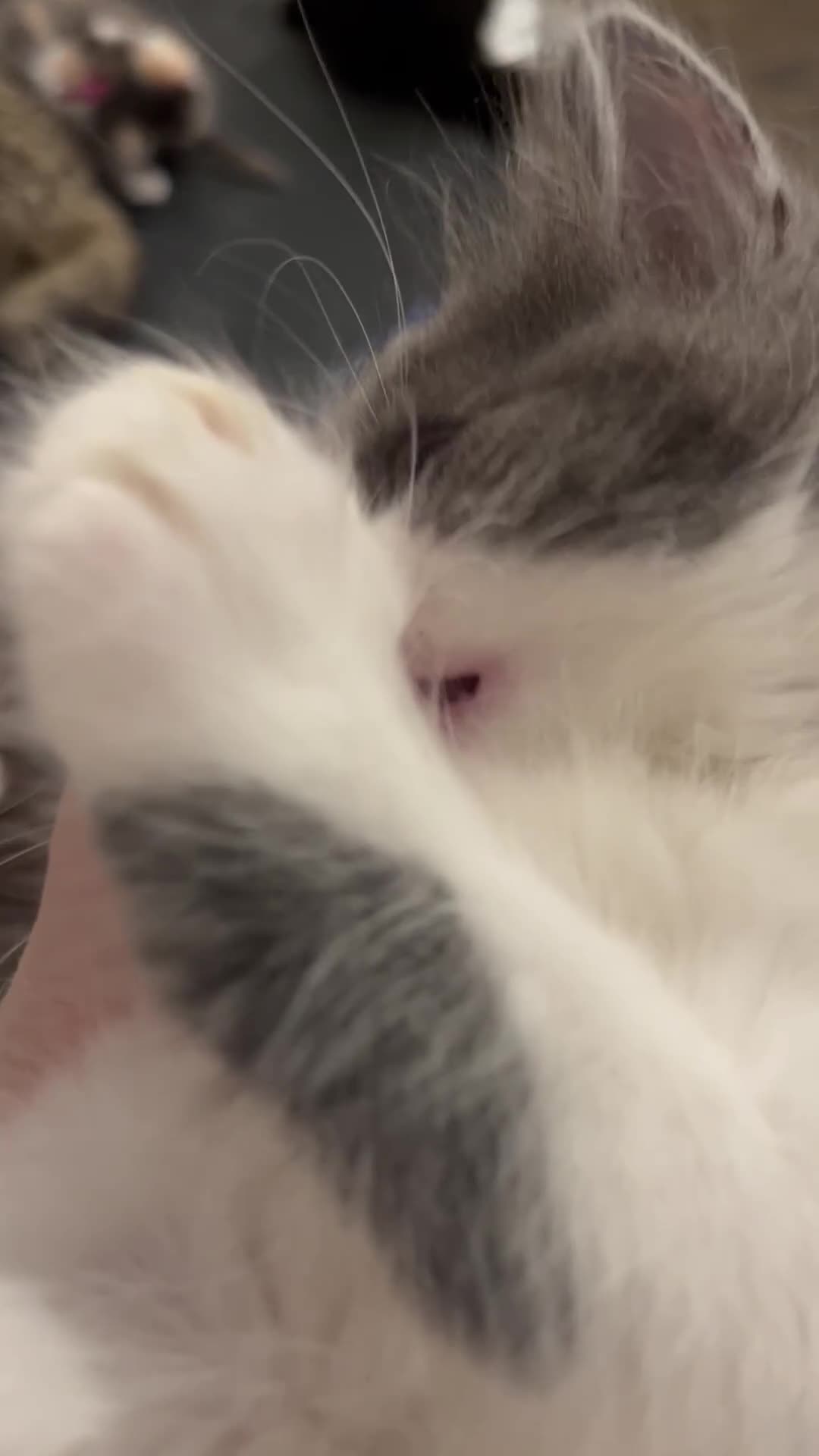 Ragdoll cats for sale: Beautiful ragdoll/blue Russian  - Video 1