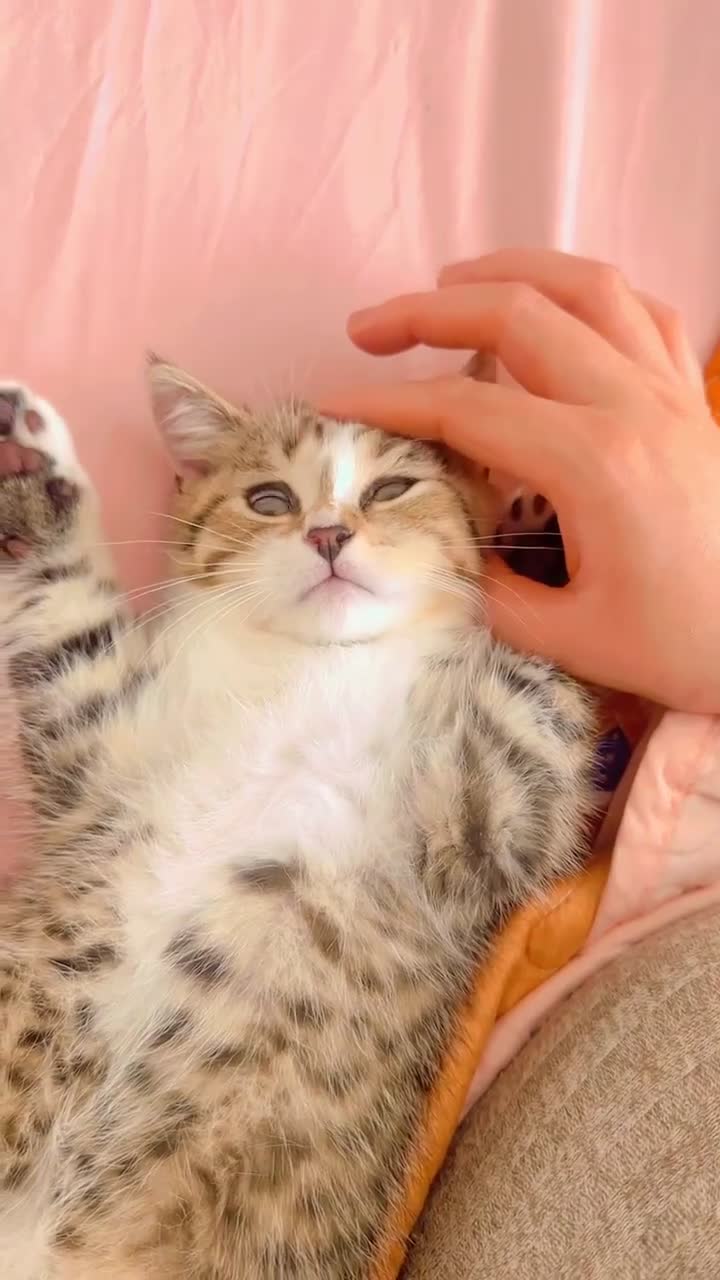 British Shorthair cats for sale:   Cute British Shorthair Kittens - Video 3