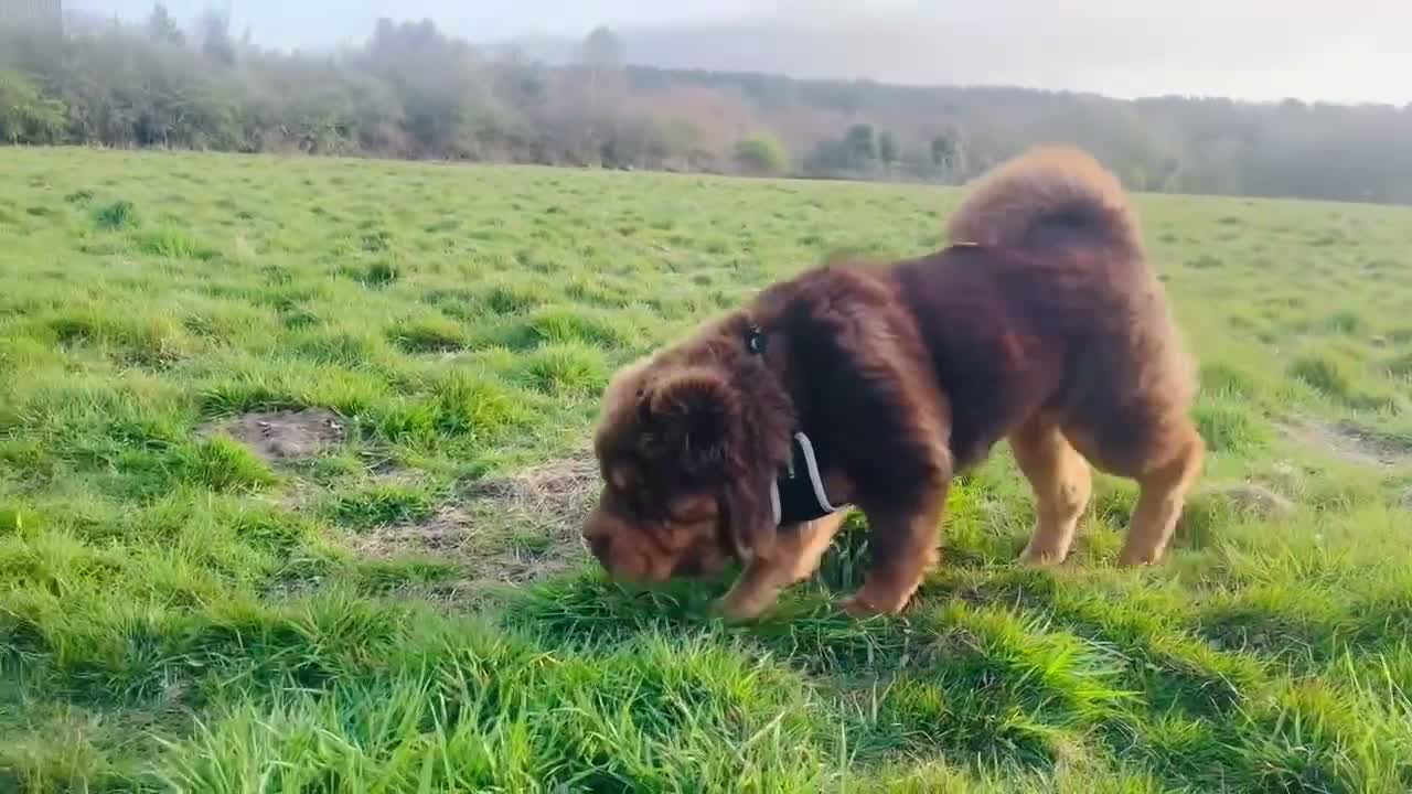 Shar Pei dogs for stud: Top quality full chco and tan bear coat  - Video 3