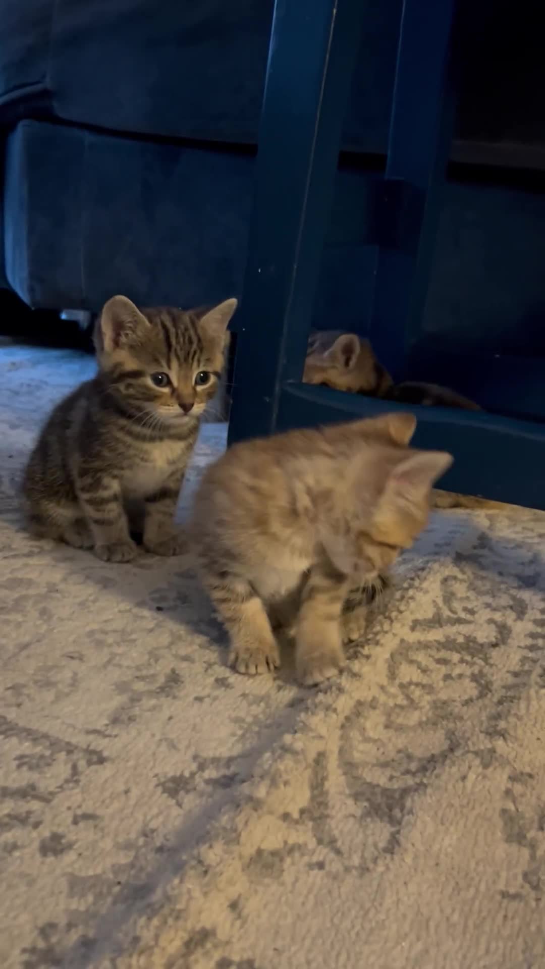 Domestic Shorthair cats for sale: Gorgeous little tabby girl - ready to go - Video 2